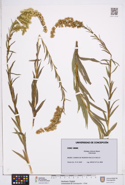Solidago chilensis [Espécimen: ]