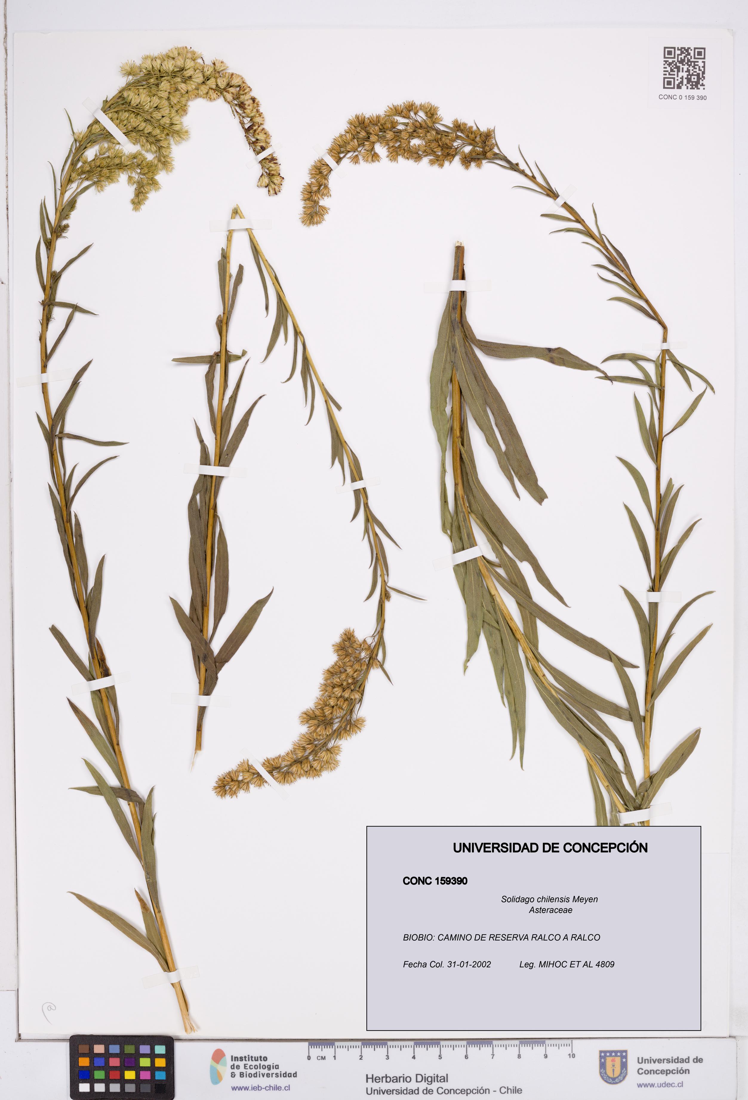 Solidago chilensis [Espécimen: ]