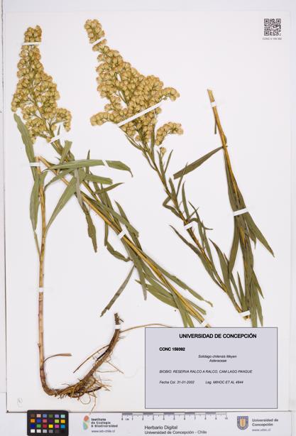 Solidago chilensis [Espécimen: ]