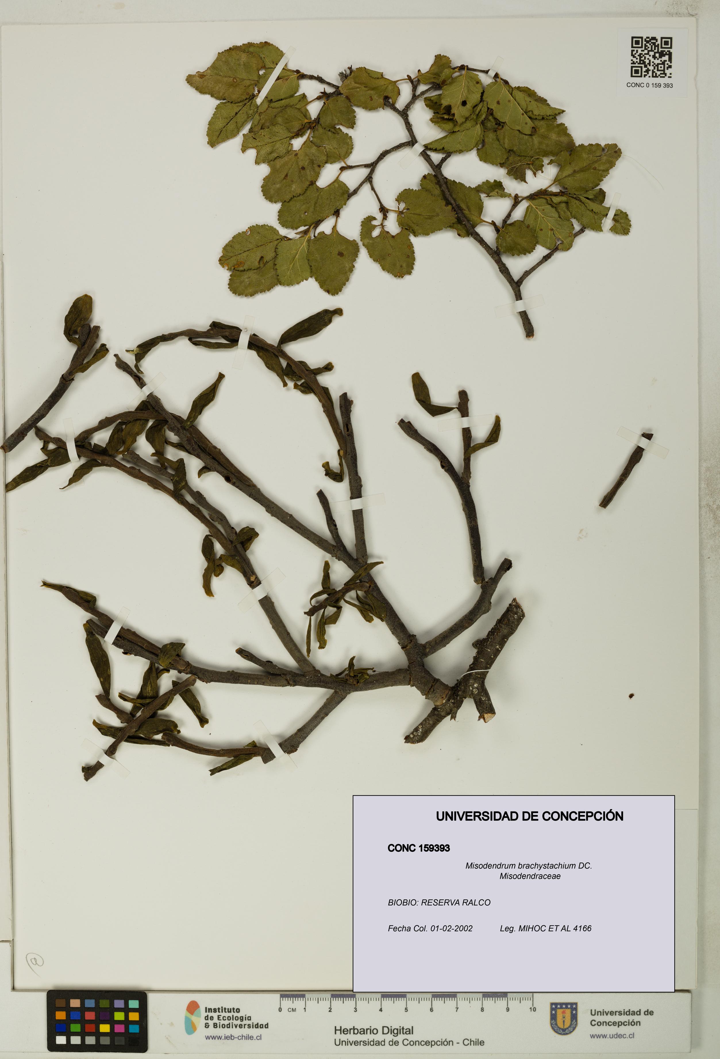 Misodendrum brachystachium [Espécimen: UDEC:CONC:0159393]