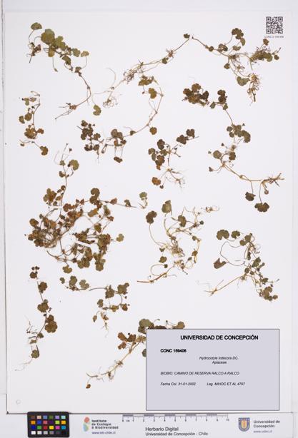 Hydrocotyle indecora [Espécimen: ]