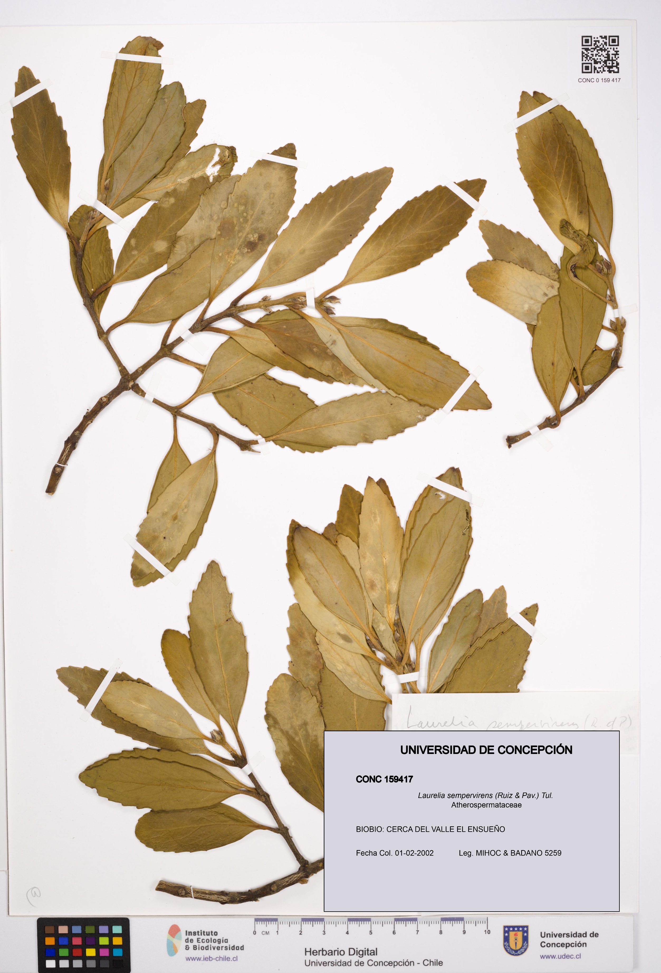 Laurelia sempervirens [Espécimen: UDEC:CONC:0159417]