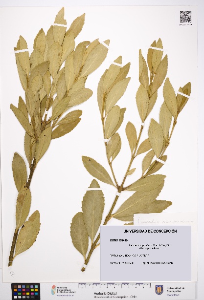 Laurelia sempervirens [Espécimen: UDEC:CONC:0159418]