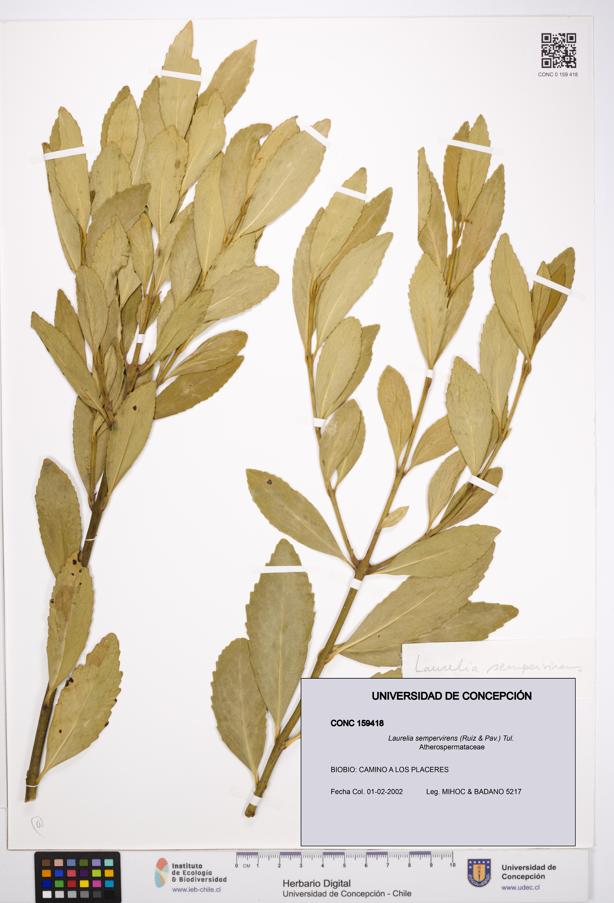 Laurelia sempervirens [Espécimen: UDEC:CONC:0159418]
