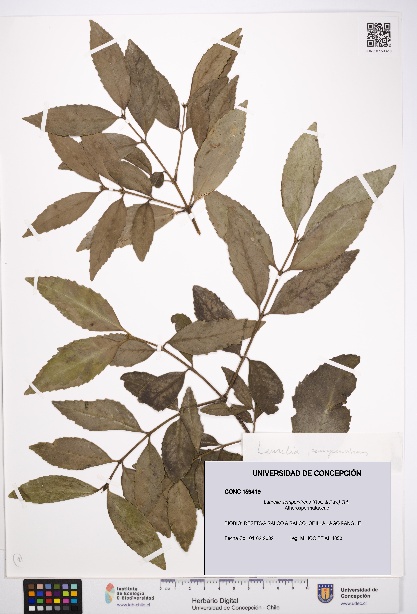 Laurelia sempervirens [Espécimen: UDEC:CONC:0159419]