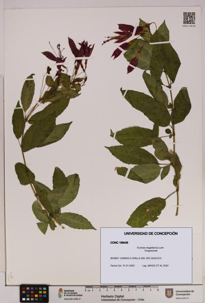Fuchsia magellanica [Espécimen: UDEC:CONC:0159435]