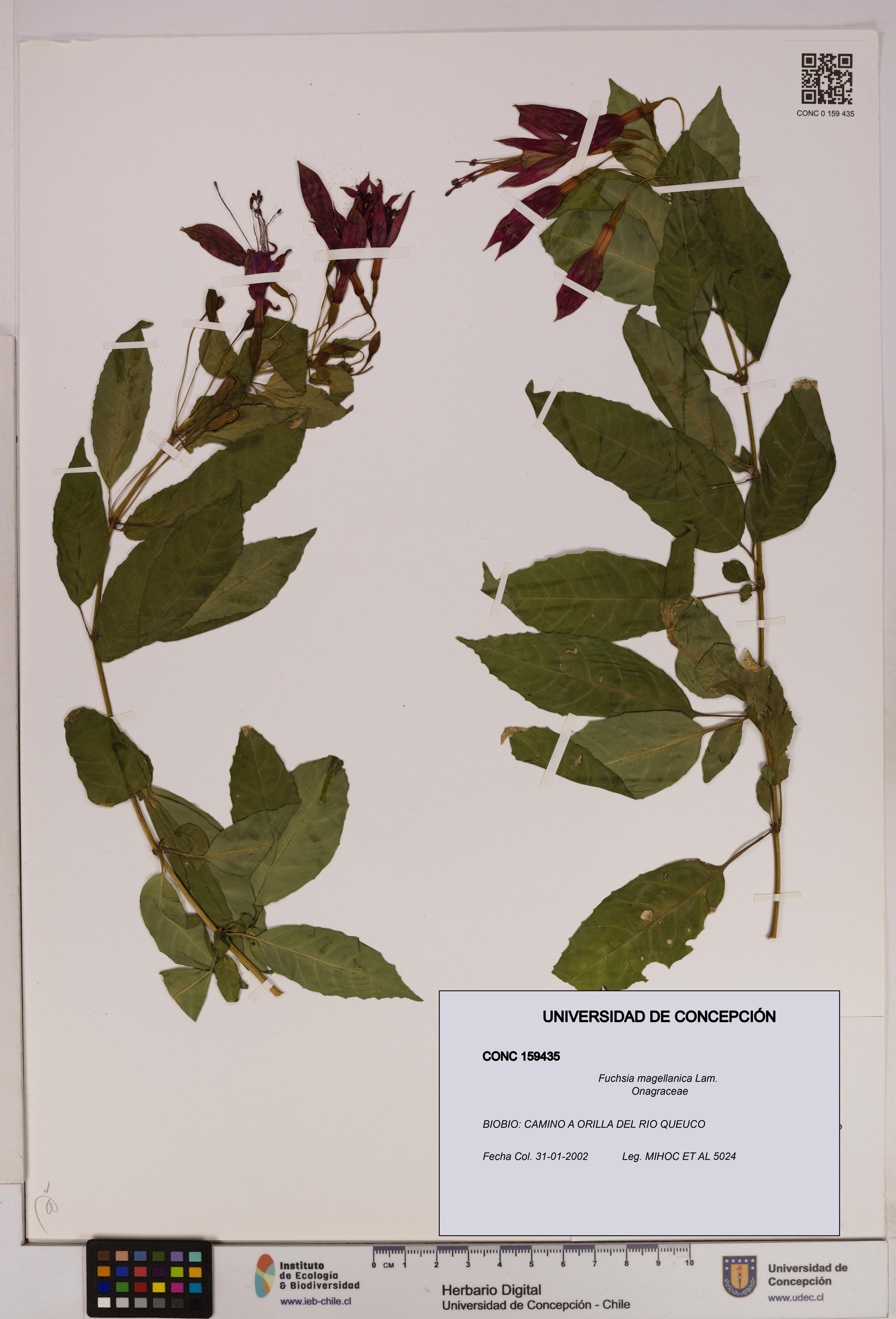 Fuchsia magellanica [Espécimen: UDEC:CONC:0159435]