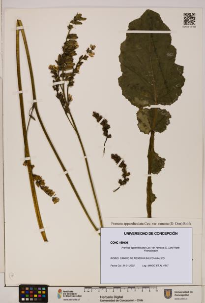Francoa appendiculata var. ramosa [Espécimen: ]