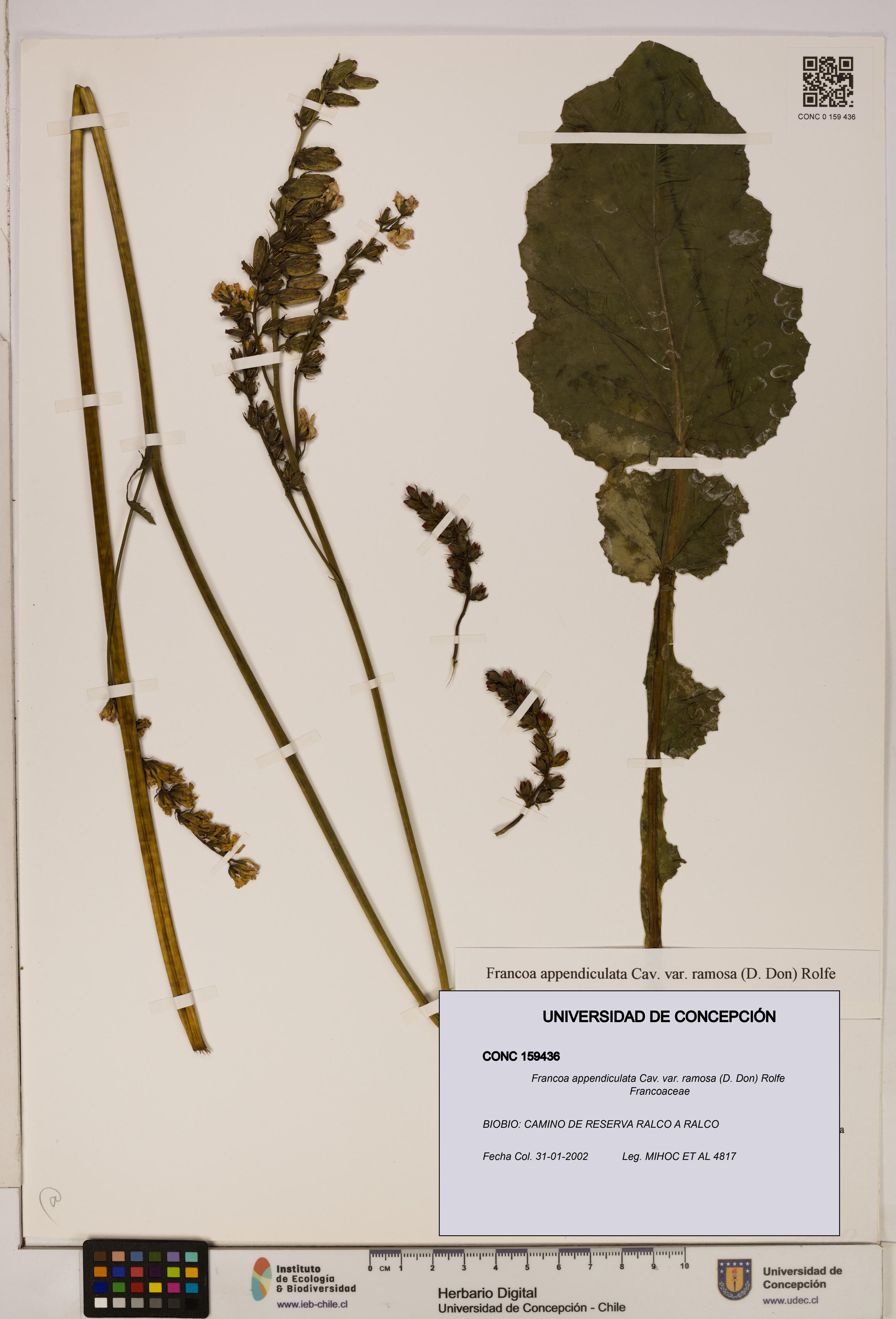Francoa appendiculata var. ramosa [Espécimen: ]