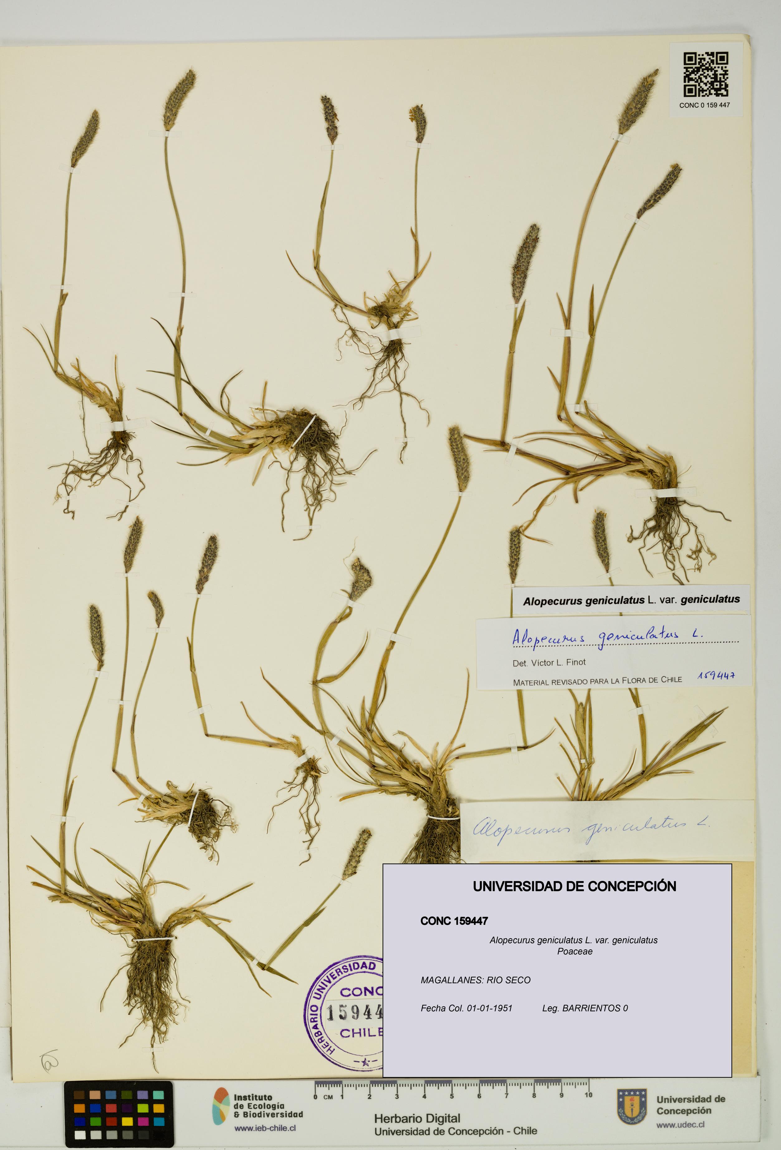 Alopecurus geniculatus [Espécimen: UDEC:CONC:0159447]