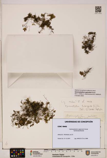 Hymenophyllum asperulum [Espécimen: UDEC:CONC:0159452]