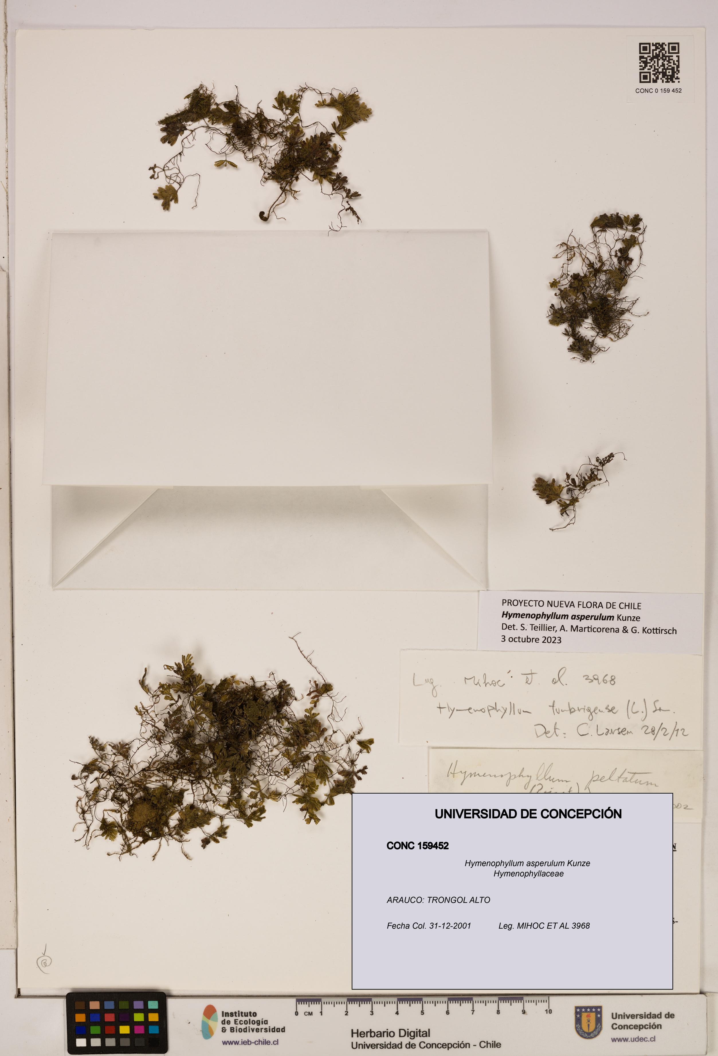 Hymenophyllum asperulum [Espécimen: UDEC:CONC:0159452]