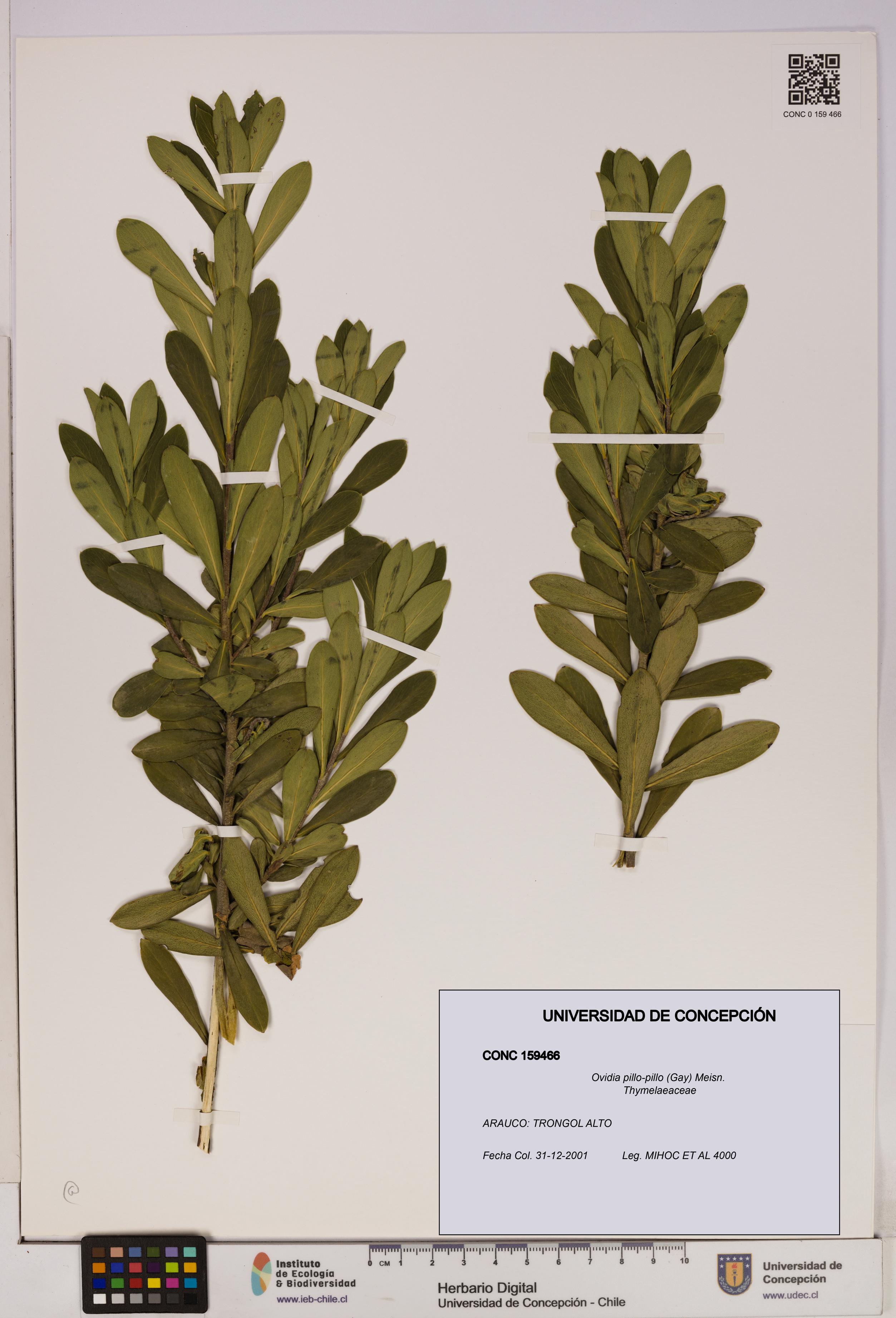 Ovidia pillo-pillo [Espécimen: UDEC:CONC:0159466]