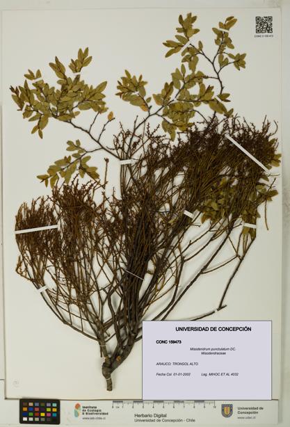 Misodendrum punctulatum [Espécimen: UDEC:CONC:0159473]