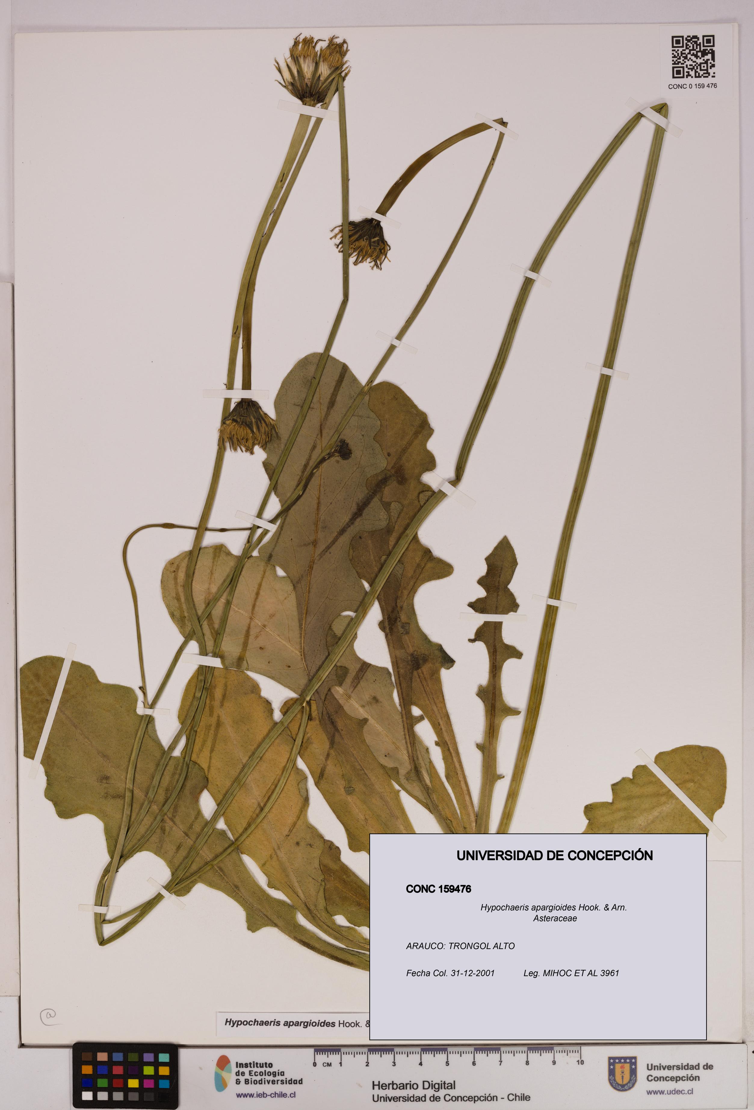 Hypochaeris apargioides [Espécimen: UDEC:CONC:0159476]