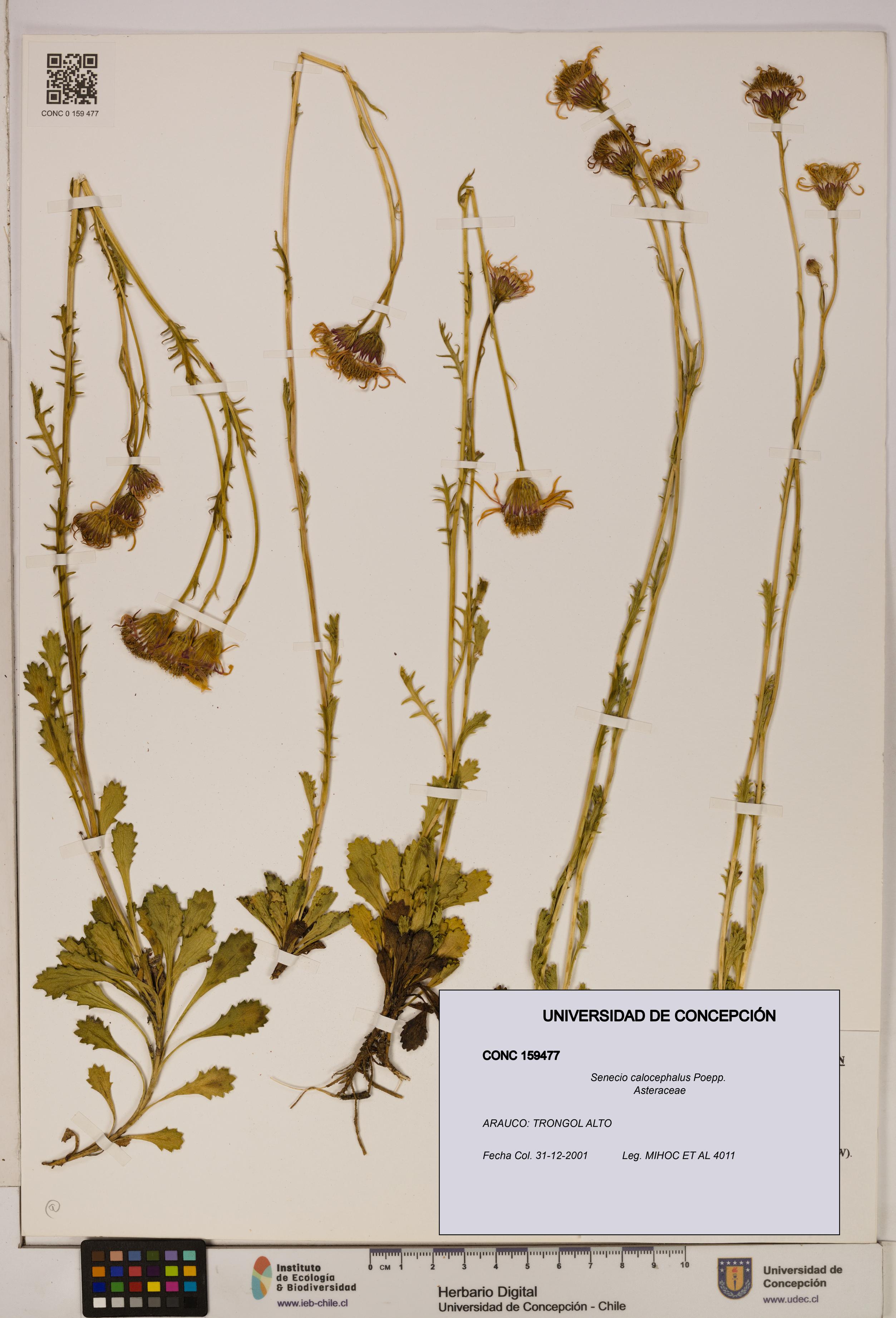 Senecio calocephalus [Espécimen: UDEC:CONC:0159477]