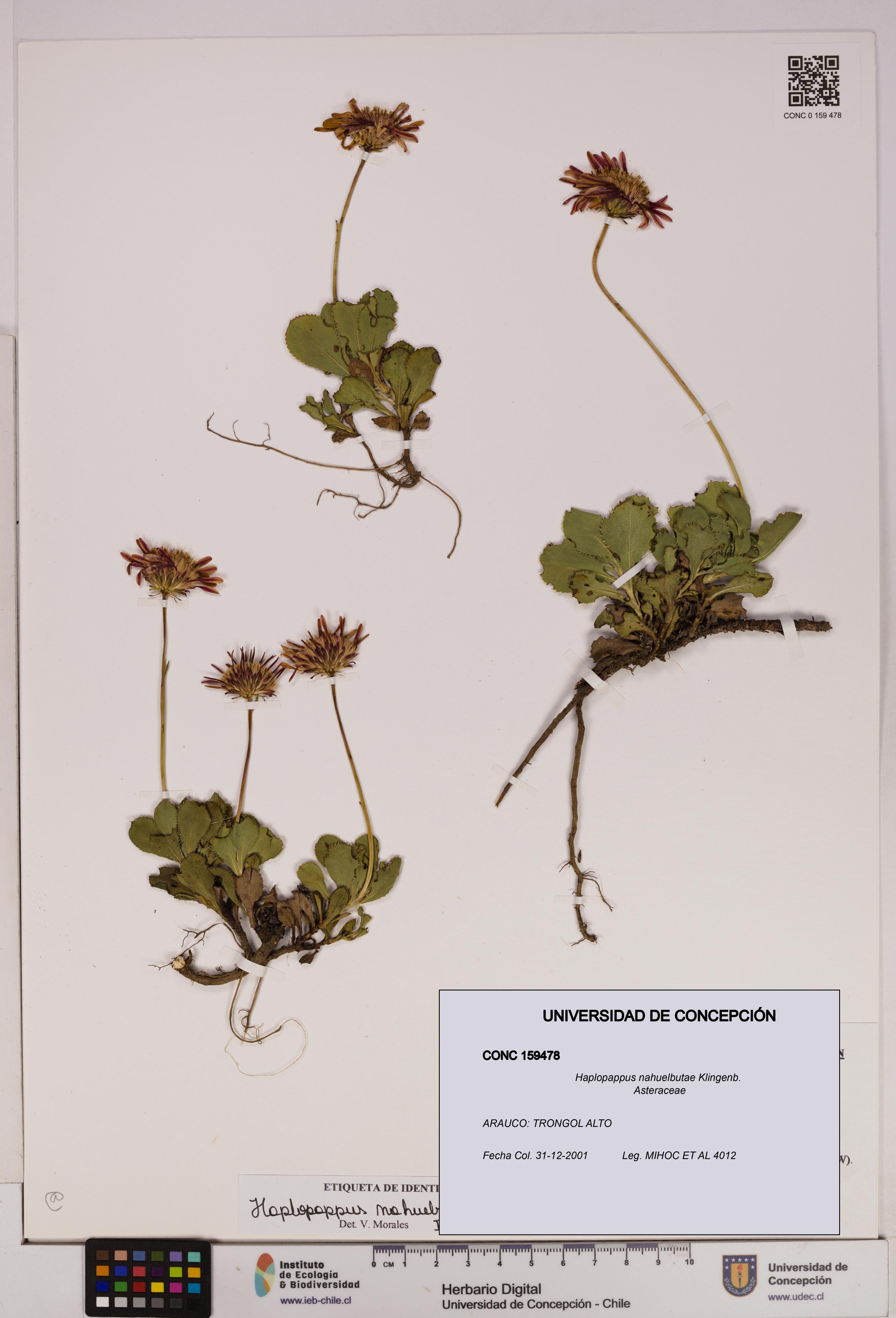 Haplopappus nahuelbutae [Espécimen: UDEC:CONC:0159478]