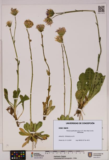 Perezia spathulata [Espécimen: UDEC:CONC:0159479]