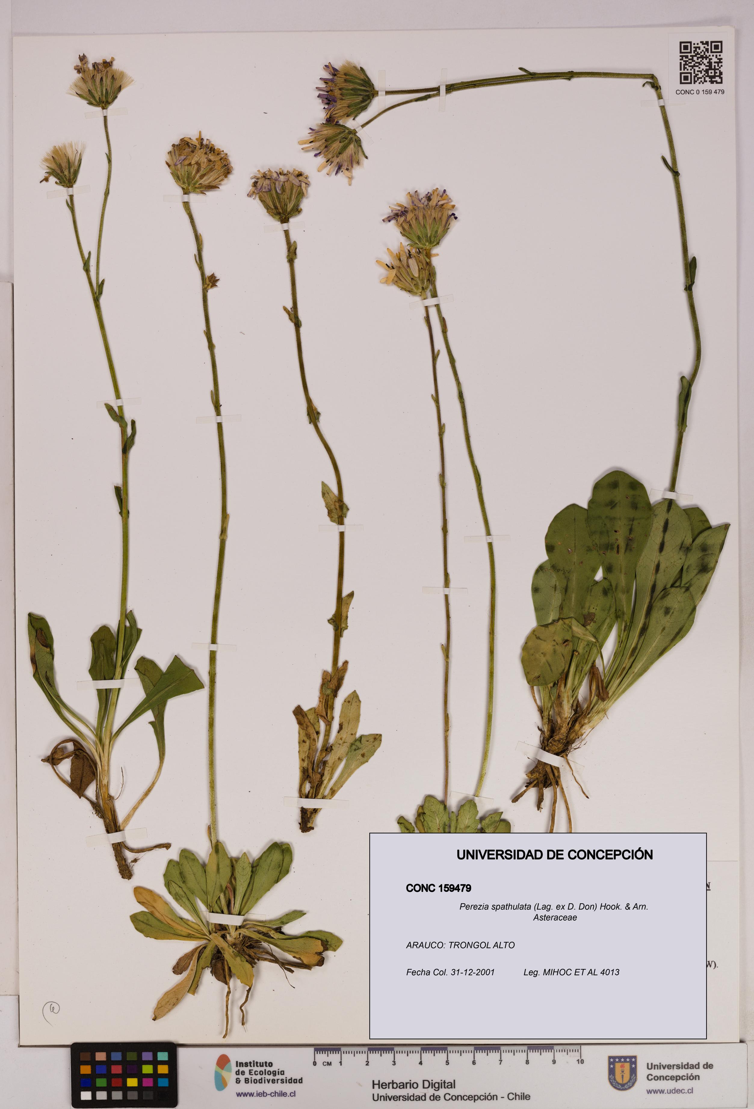 Perezia spathulata [Espécimen: UDEC:CONC:0159479]