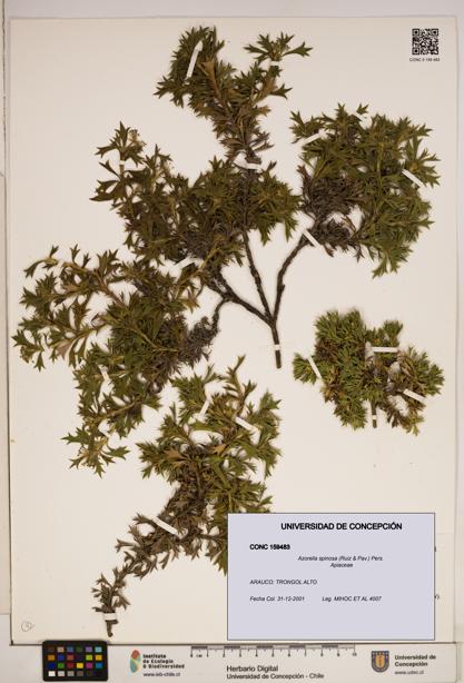 Azorella spinosa [Espécimen: ]