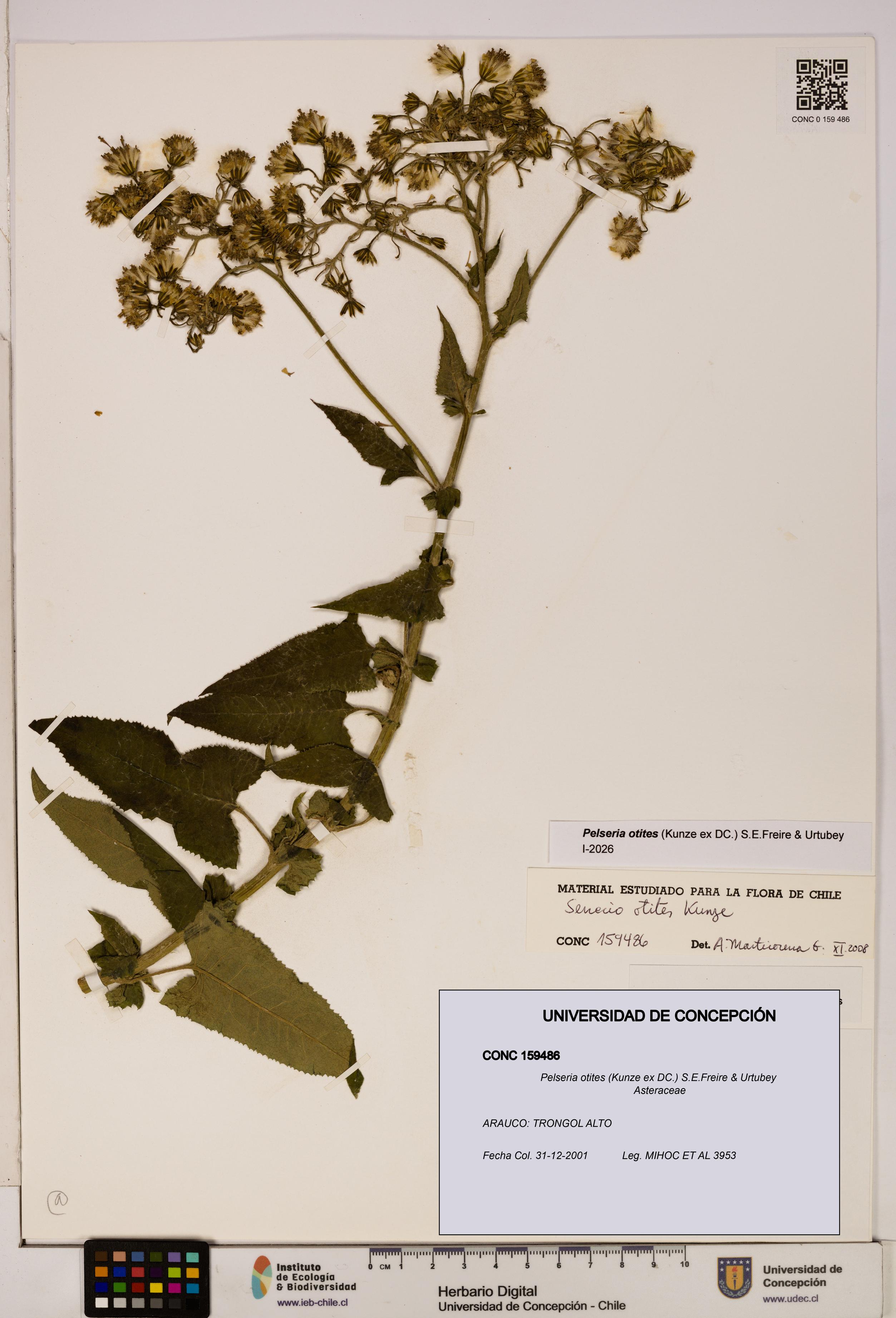 Pelseria otites [Espécimen: ]