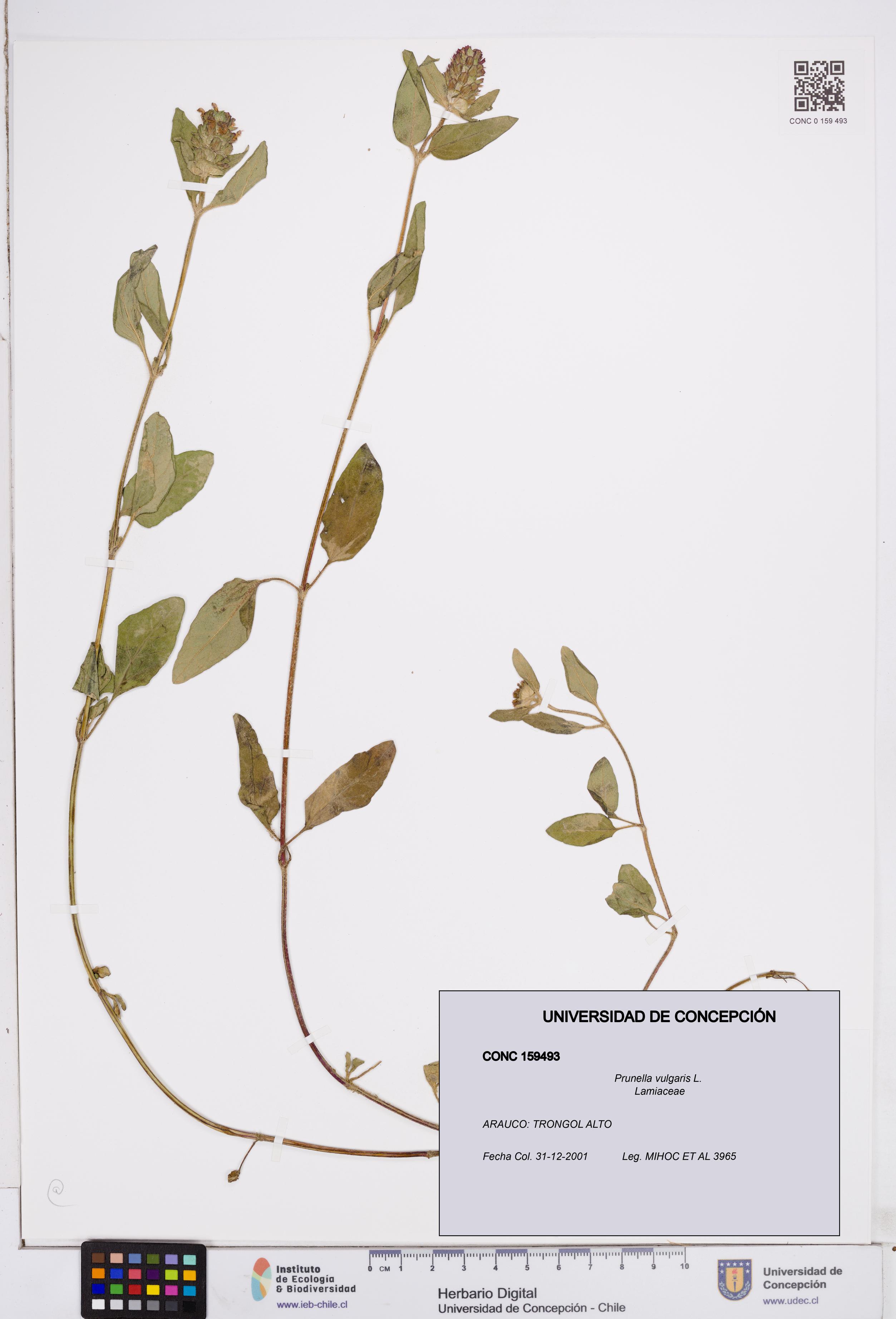 Prunella vulgaris [Espécimen: ]