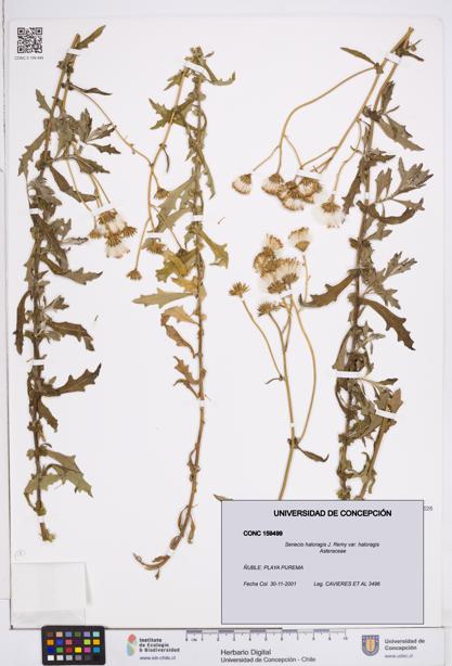 Senecio haloragis var. haloragis [Espécimen: ]