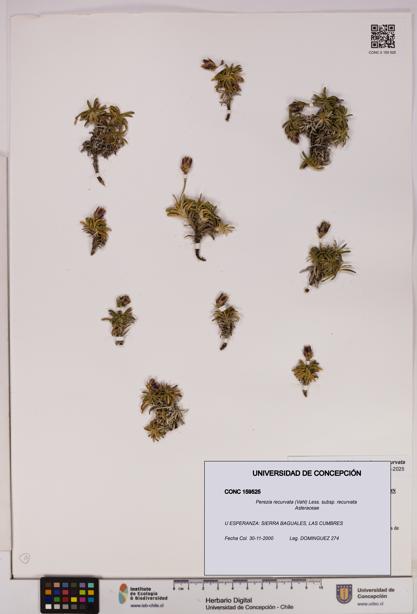 Perezia recurvata subsp. recurvata [Espécimen: UDEC:CONC:0159525]