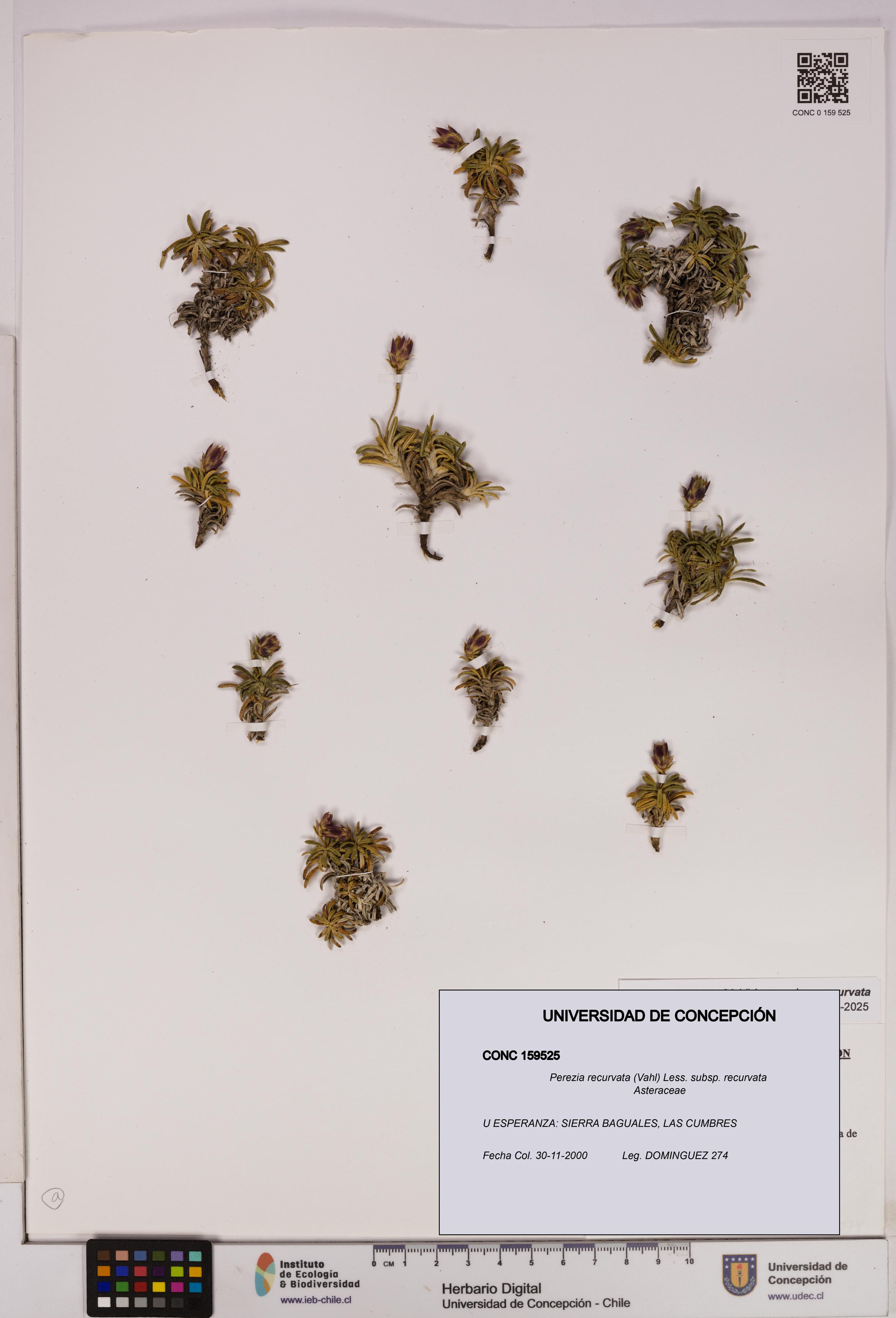 Perezia recurvata subsp. recurvata [Espécimen: UDEC:CONC:0159525]