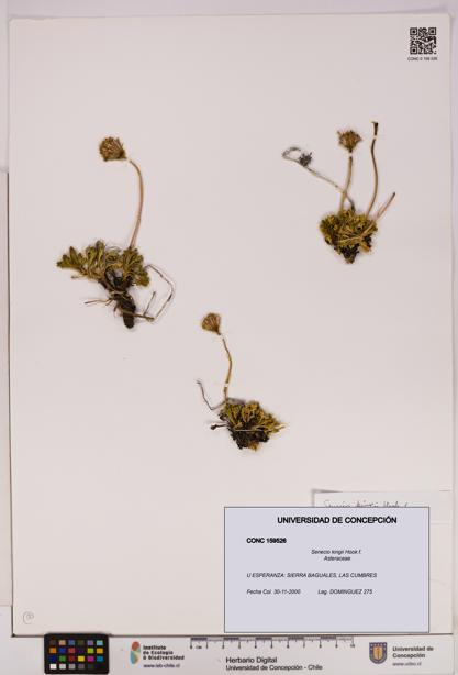 Senecio kingii [Espécimen: UDEC:CONC:0159526]