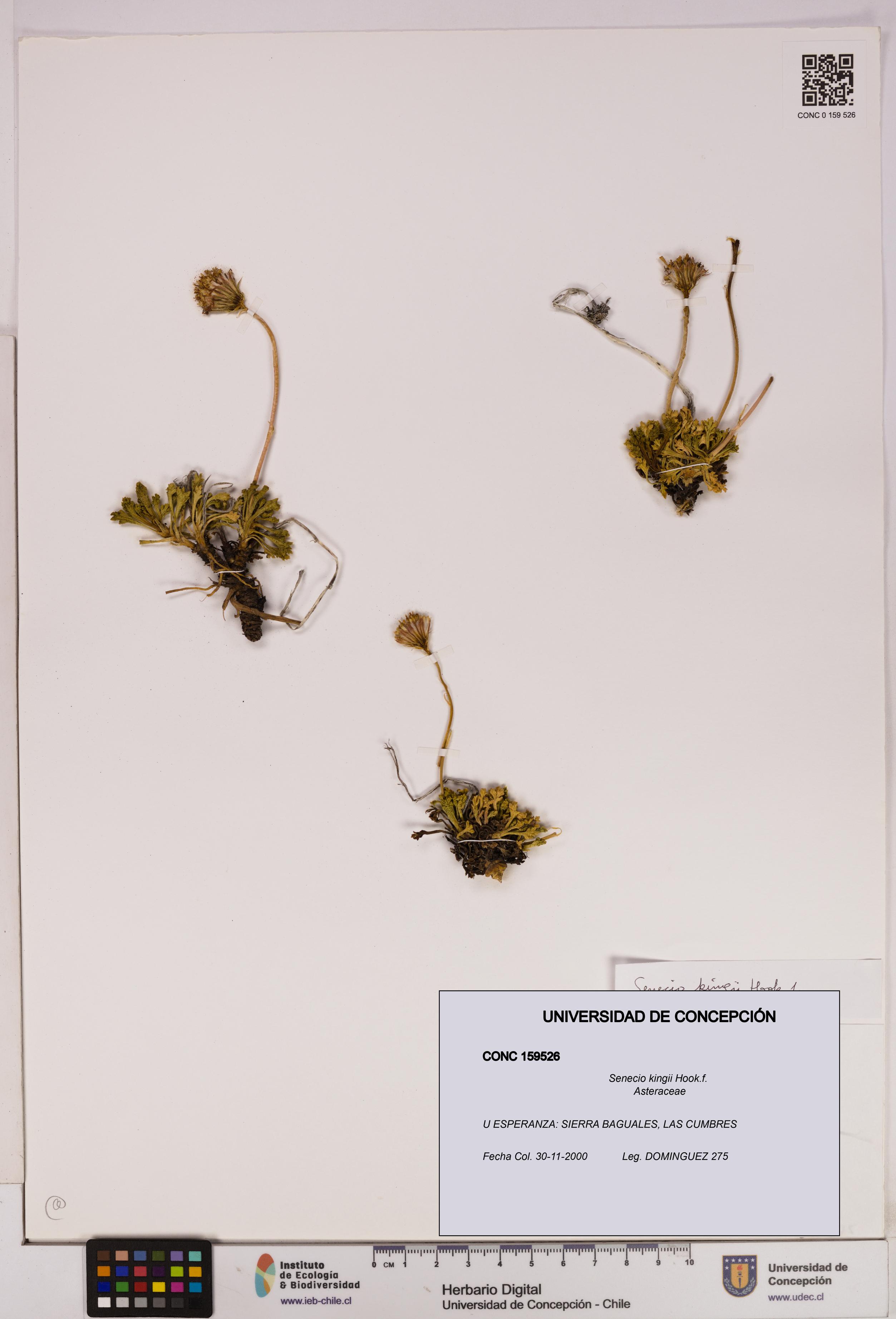 Senecio kingii [Espécimen: UDEC:CONC:0159526]