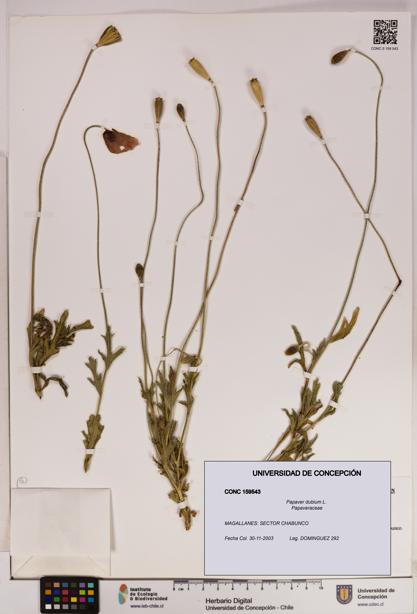 Papaver dubium [Espécimen: UDEC:CONC:0159543]