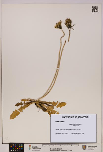 Hypochaeris radicata [Espécimen: UDEC:CONC:0159550]