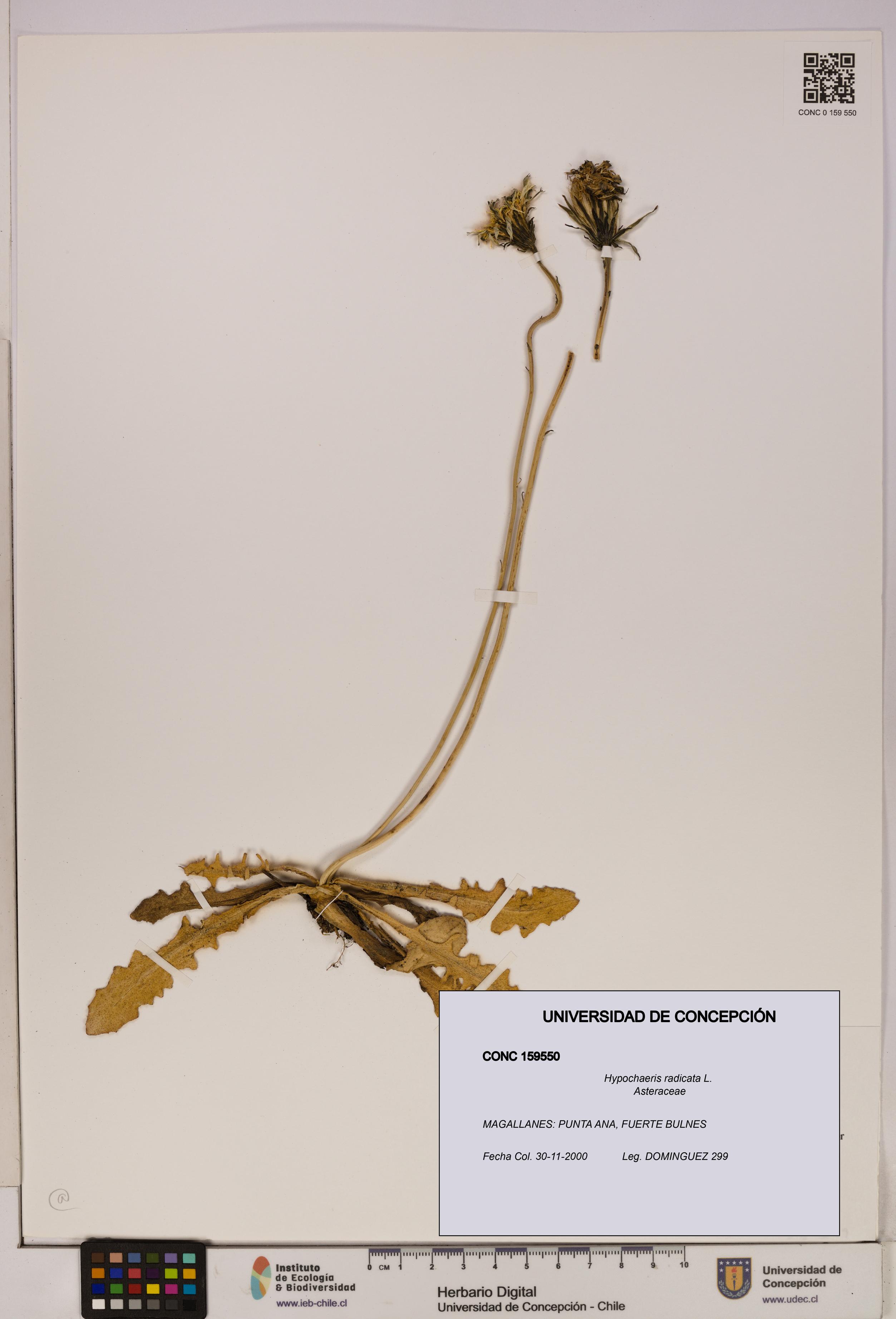 Hypochaeris radicata [Espécimen: UDEC:CONC:0159550]