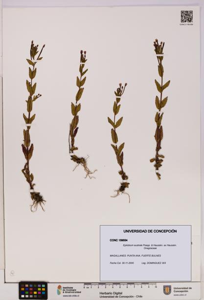 Epilobium australe [Espécimen: UDEC:CONC:0159554]
