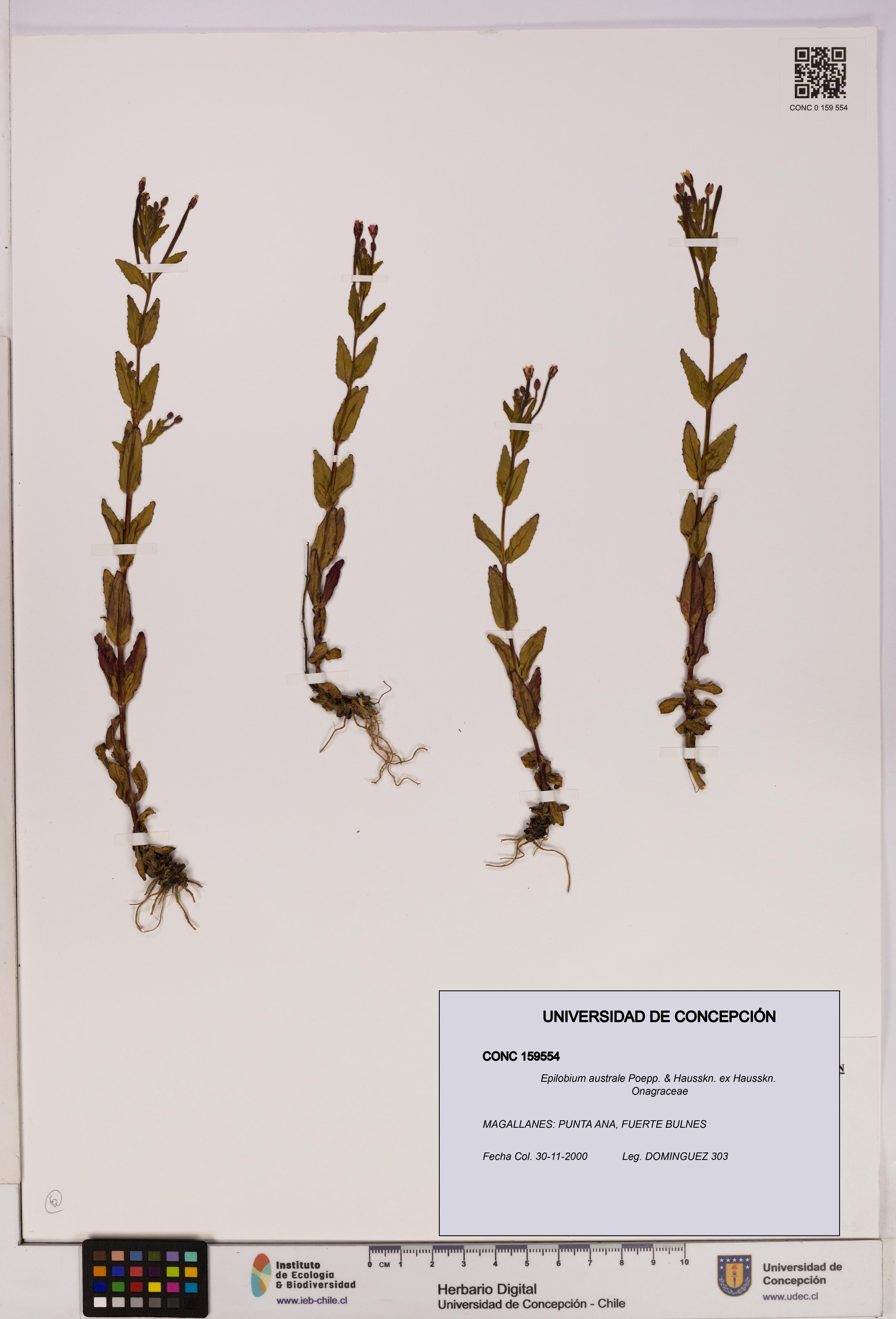 Epilobium australe [Espécimen: UDEC:CONC:0159554]