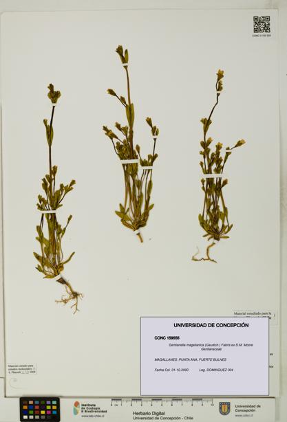 Gentianella magellanica [Espécimen: UDEC:CONC:0159555]