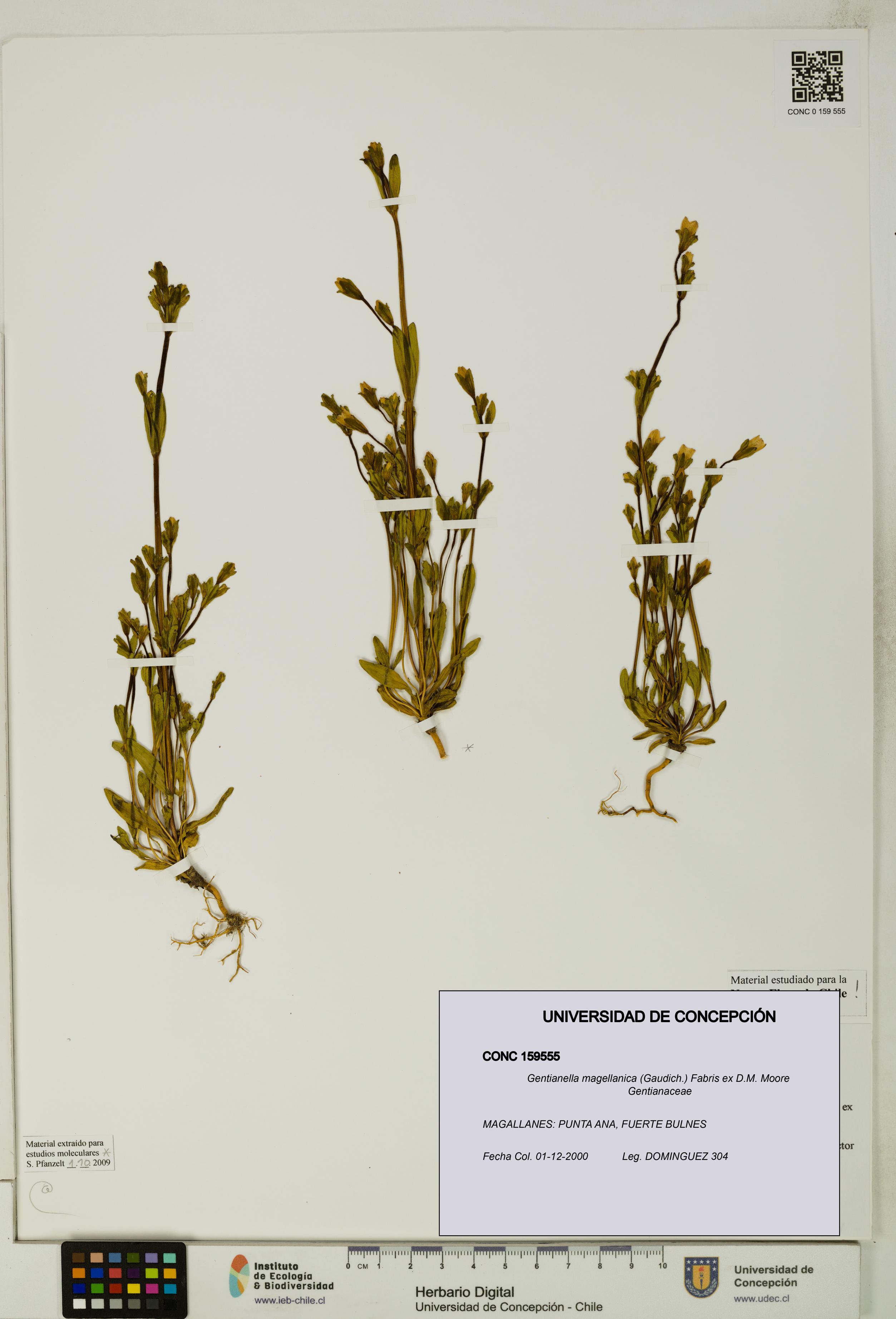 Gentianella magellanica [Espécimen: UDEC:CONC:0159555]