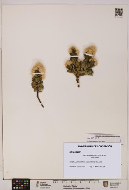 Baccharis patagonica [Espécimen: UDEC:CONC:0159557]