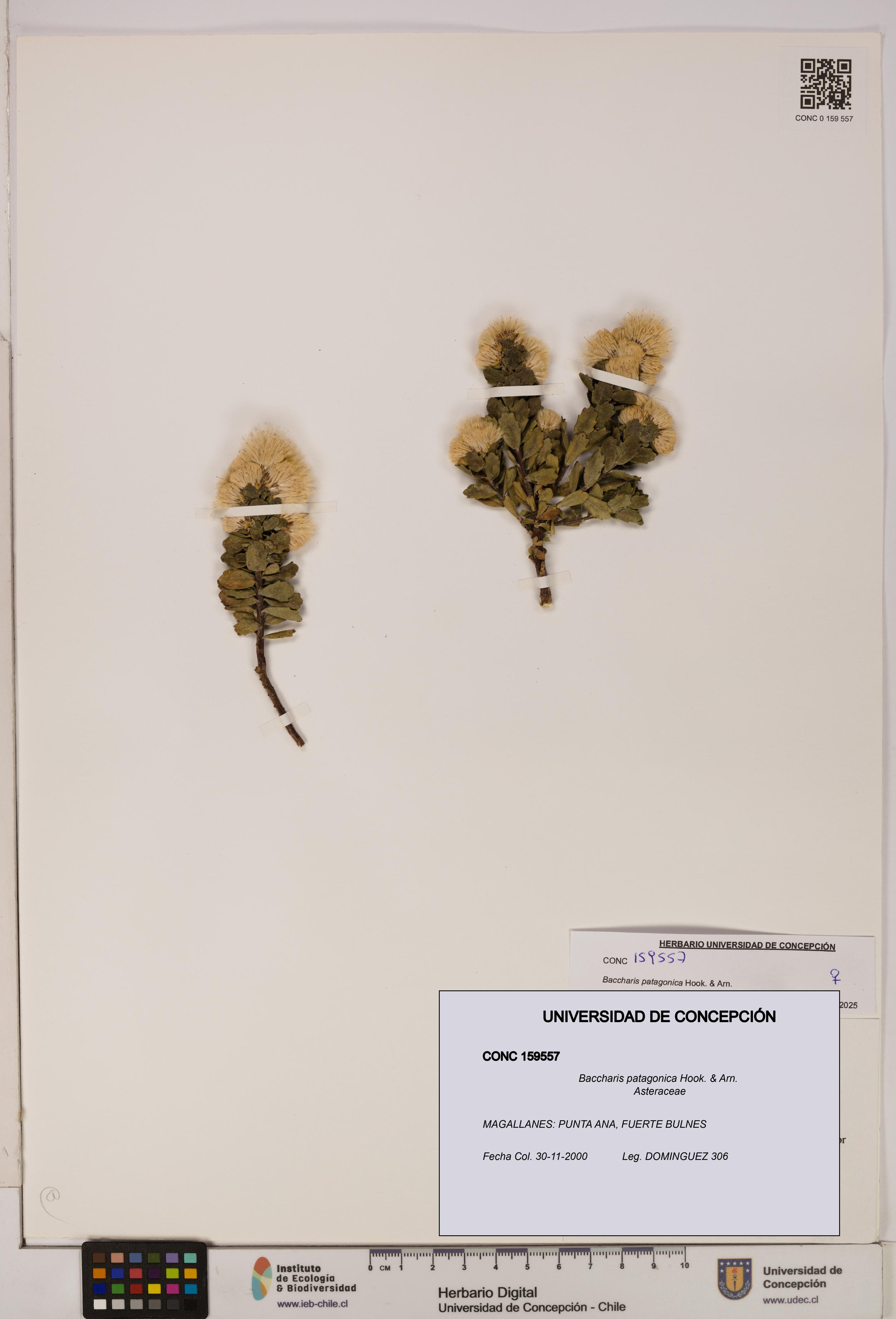 Baccharis patagonica [Espécimen: UDEC:CONC:0159557]