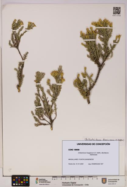 Chiliotrichum fuegianum [Espécimen: UDEC:CONC:0159558]