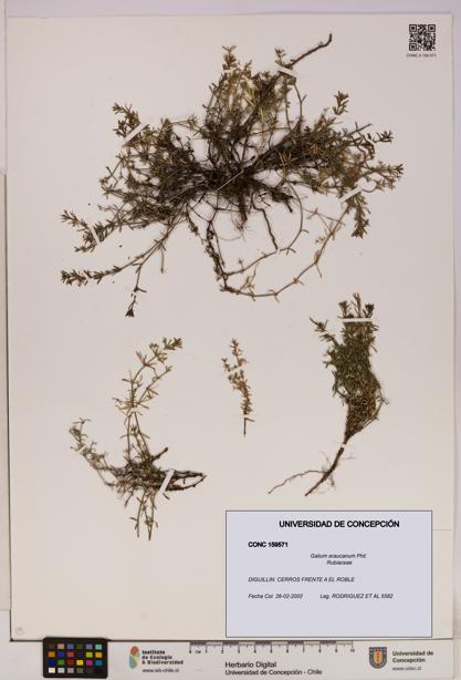Galium araucanum [Espécimen: UDEC:CONC:0159571]