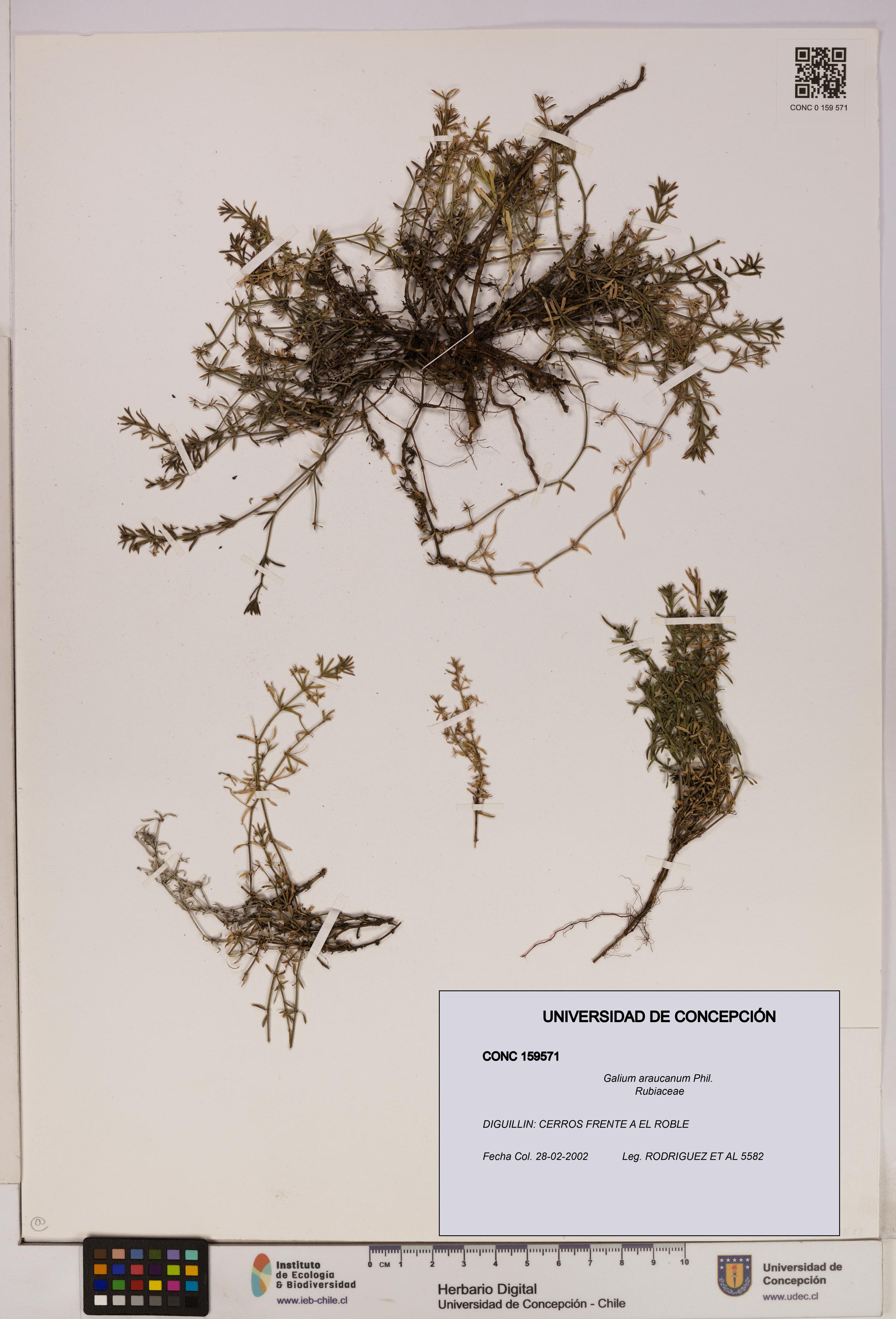 Galium araucanum [Espécimen: UDEC:CONC:0159571]