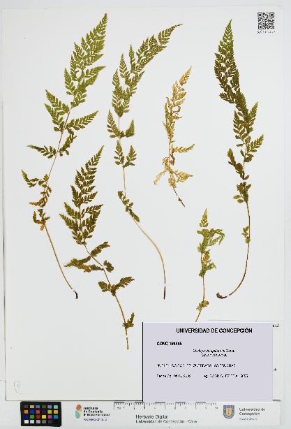 Cystopteris apiiformis [Espécimen: UDEC:CONC:0159585]