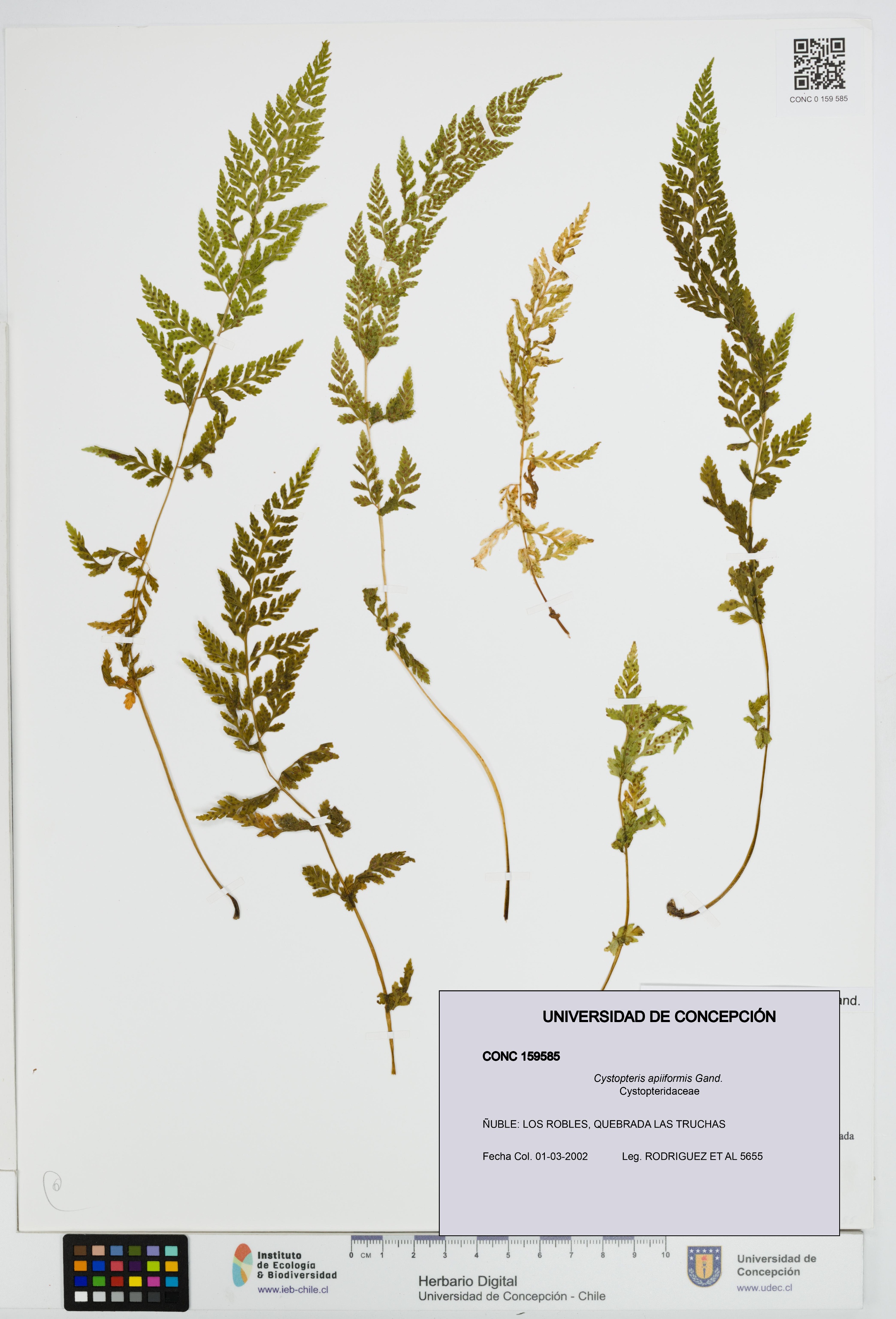 Cystopteris apiiformis [Espécimen: UDEC:CONC:0159585]