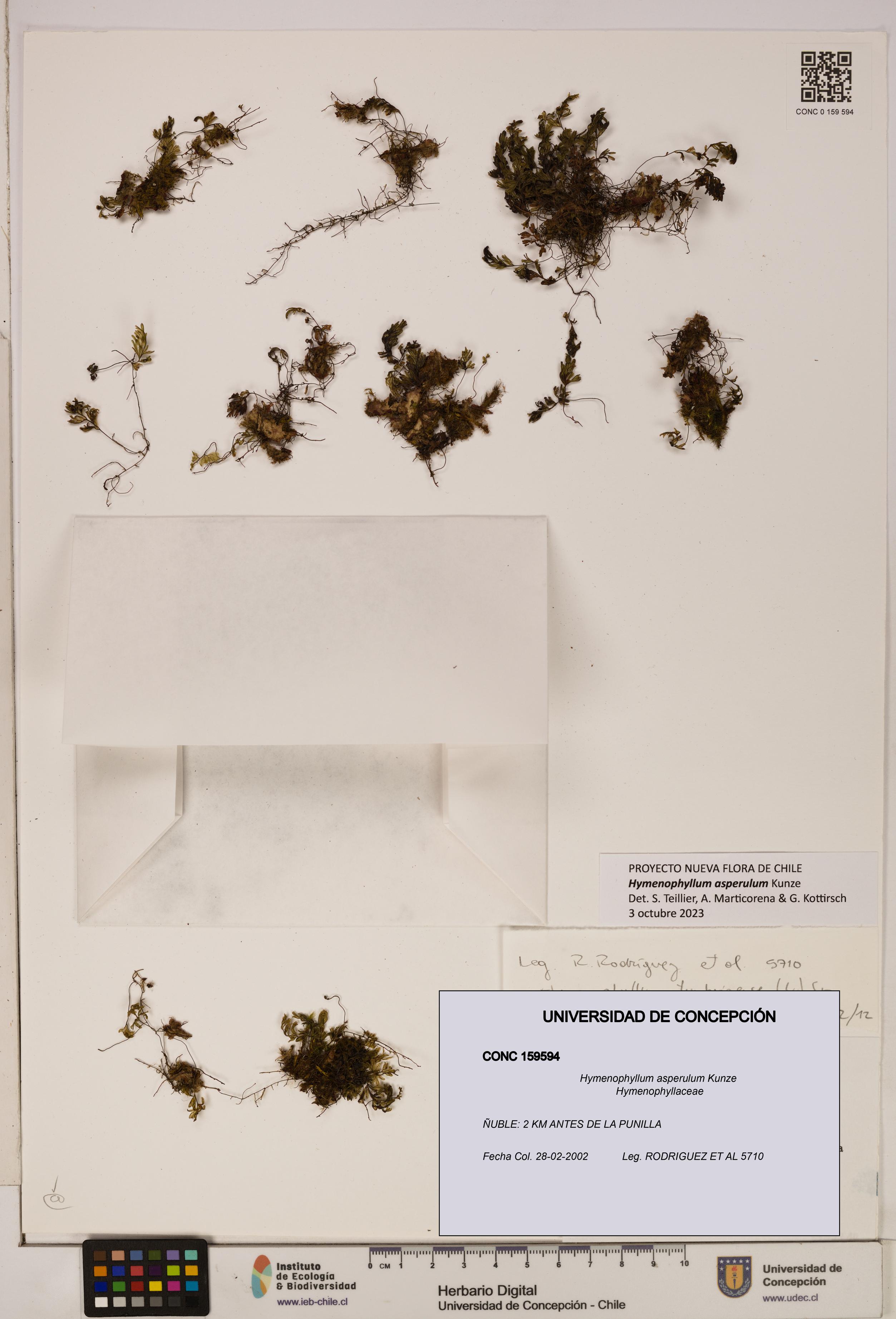 Hymenophyllum asperulum [Espécimen: UDEC:CONC:0159594]