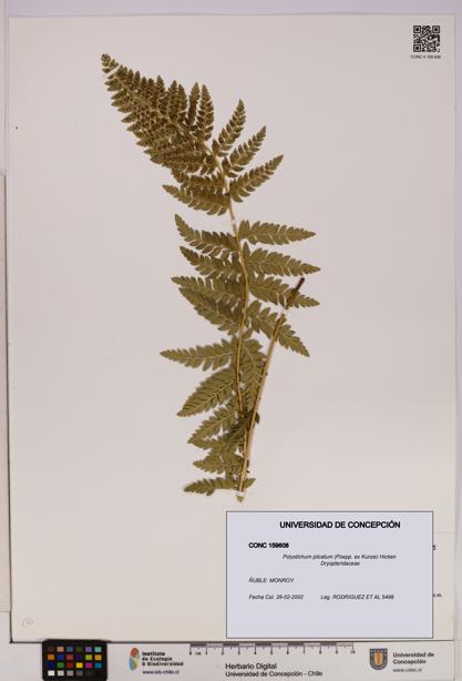 Polystichum plicatum [Espécimen: UDEC:CONC:0159608]