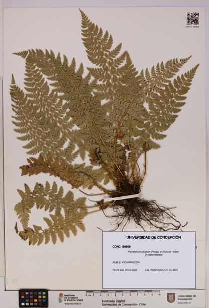 Polystichum plicatum [Espécimen: UDEC:CONC:0159609]