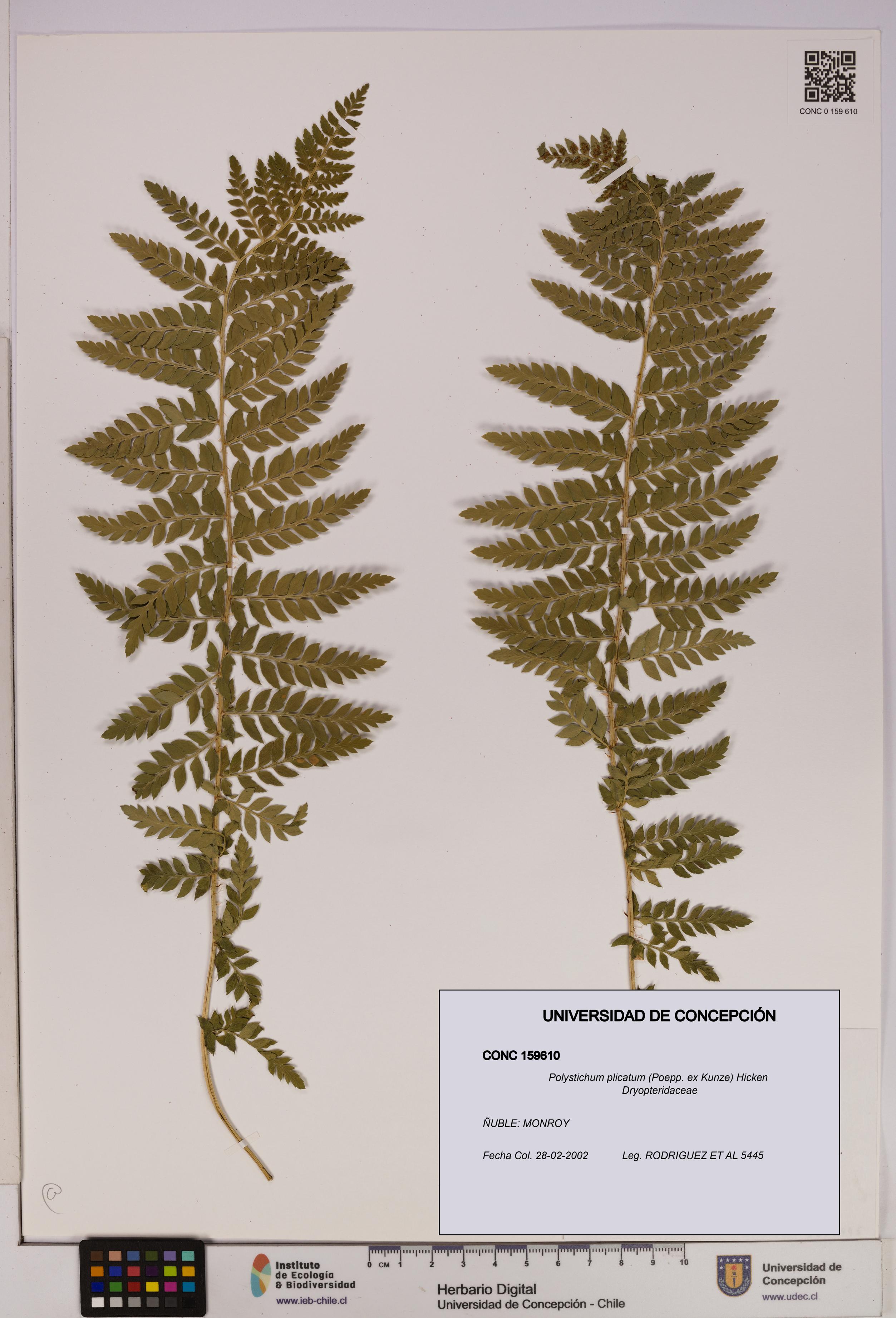 Polystichum plicatum [Espécimen: UDEC:CONC:0159610]