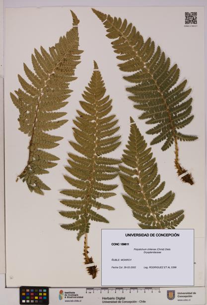 Polystichum chilense [Espécimen: UDEC:CONC:0159611]